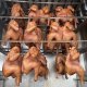 Продукція натурального копчення
